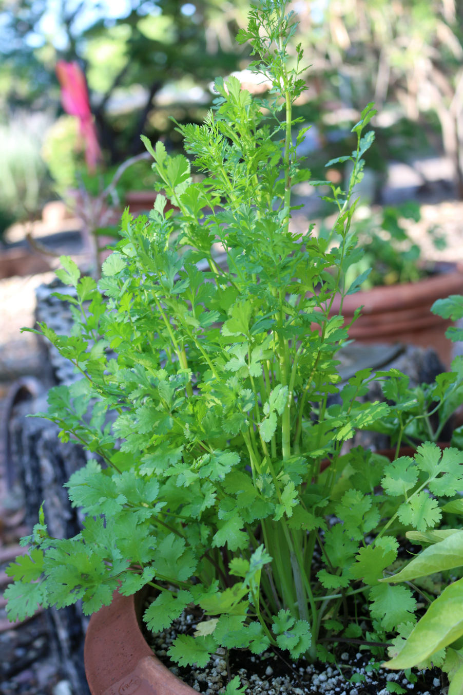 A Cilantro Herb reseeded from last year's crop