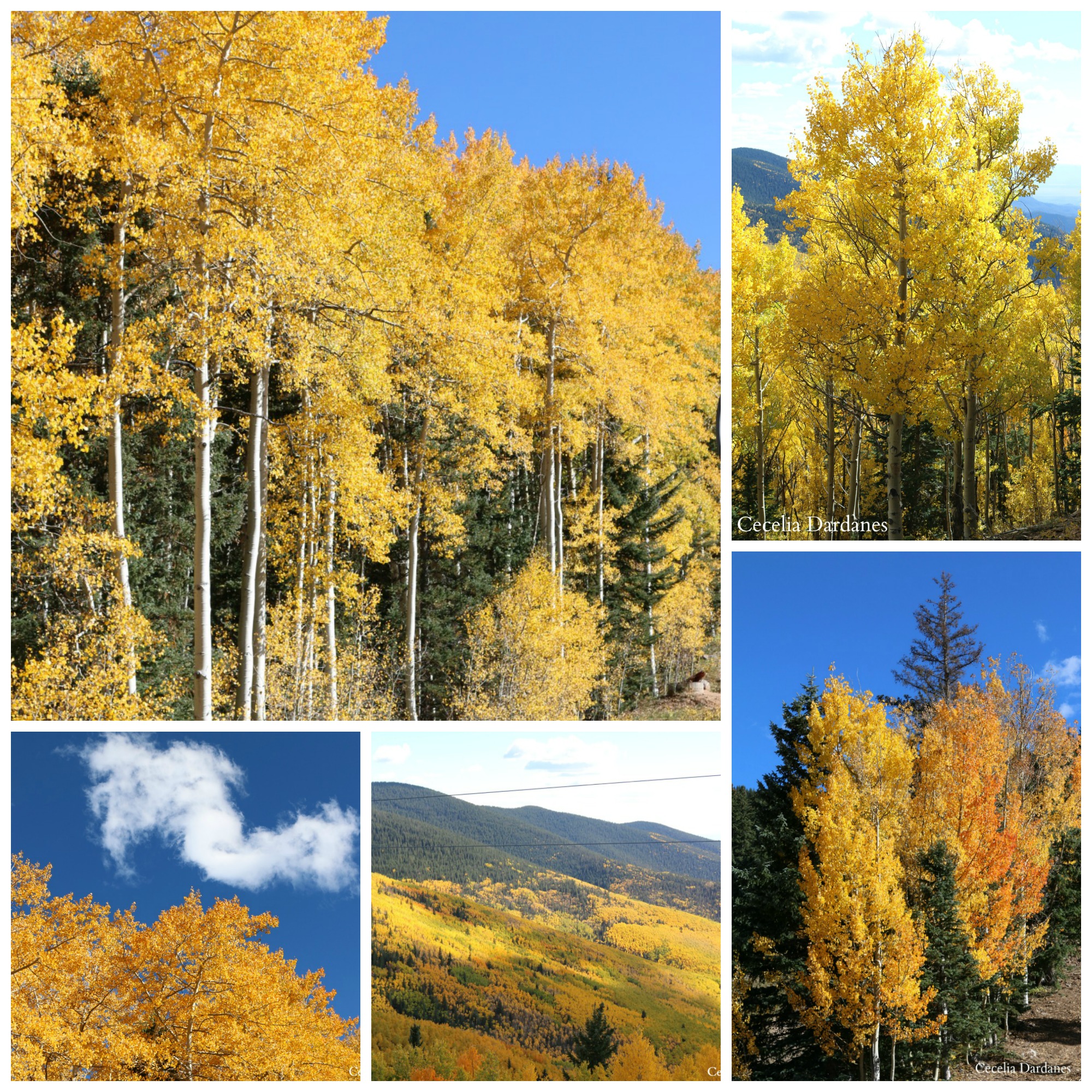 Fall in the mountains of New Mexico is so beautiful. I had friends in from out of town and we ventured up to Ski Santa Fe for the scenic chairlift ride during Balloon Fiesta. The colors were spectacular. 