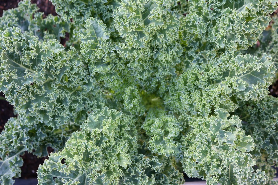 Garden Kale