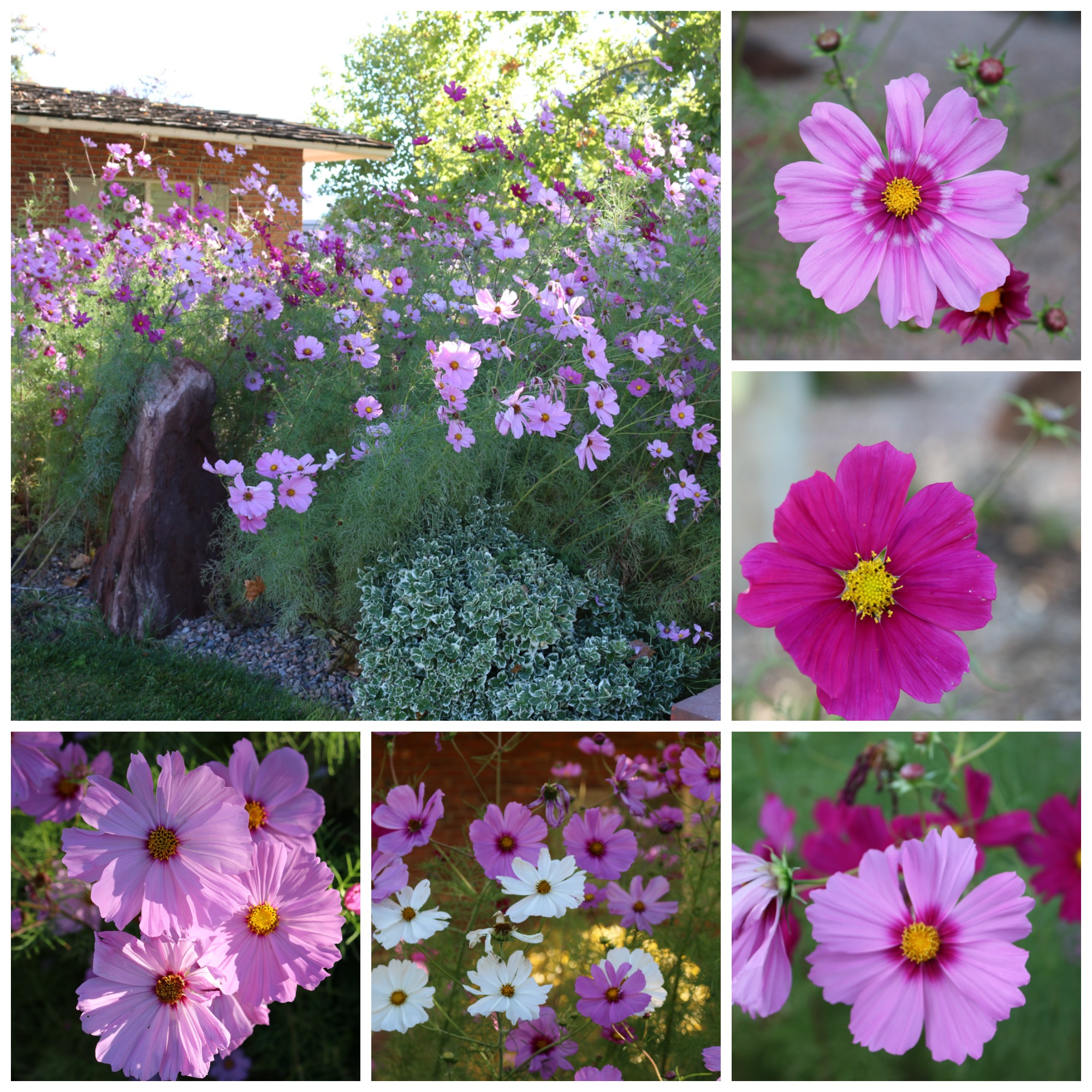 New Mexico Cosmos - nearly 7 feet tall, I have never seen anything like it. All I did was water them. The flowers are enormous. The most beautiful COSMOS I have ever seen in my entire life. Absolutely breathtaking. 