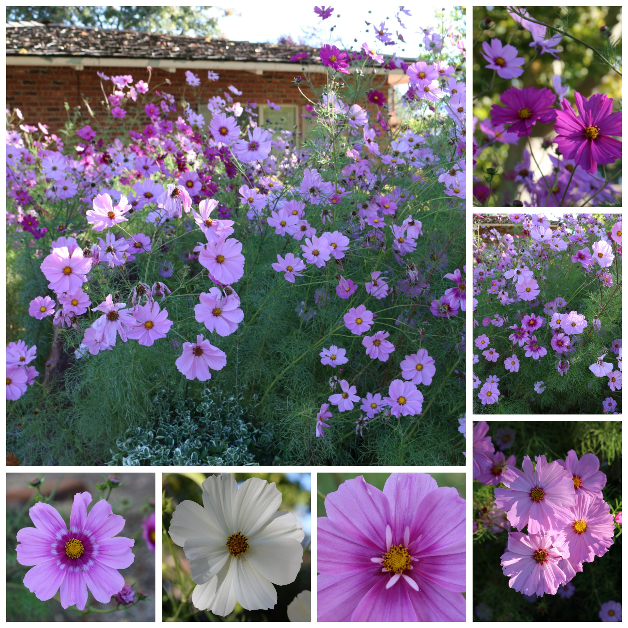 My cosmos are the most beautiful I have ever seen. I planted them in remembrance of my late Mother Katherine, who loved these flowers. They are nearly 7 feet tall. Spectacular!