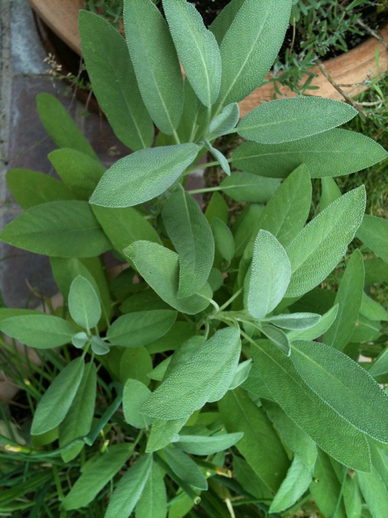 Sage-the garden-herb-health-benefits