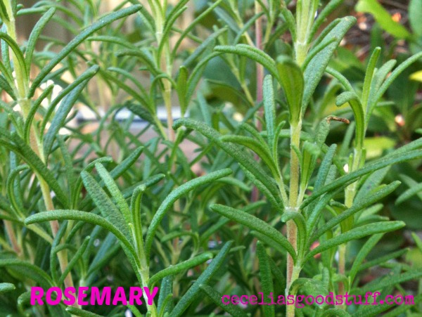 The Herb Rosemary
