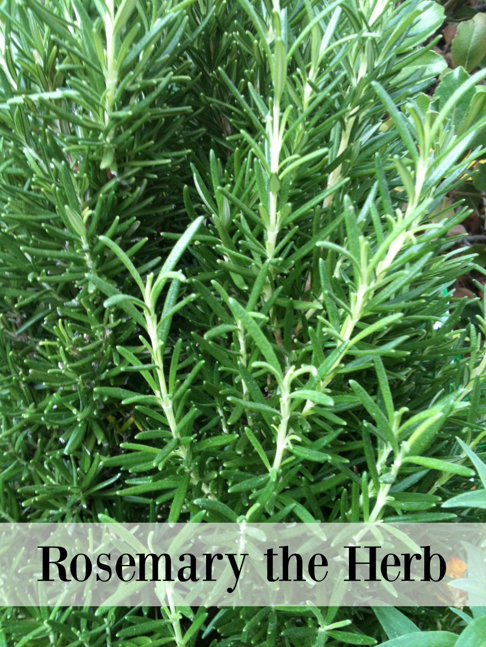 Rosemary the Herb  Amazing Recipes created for you by CeceliasGoodStuff.com