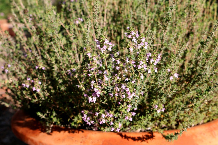 Thyme the Herb