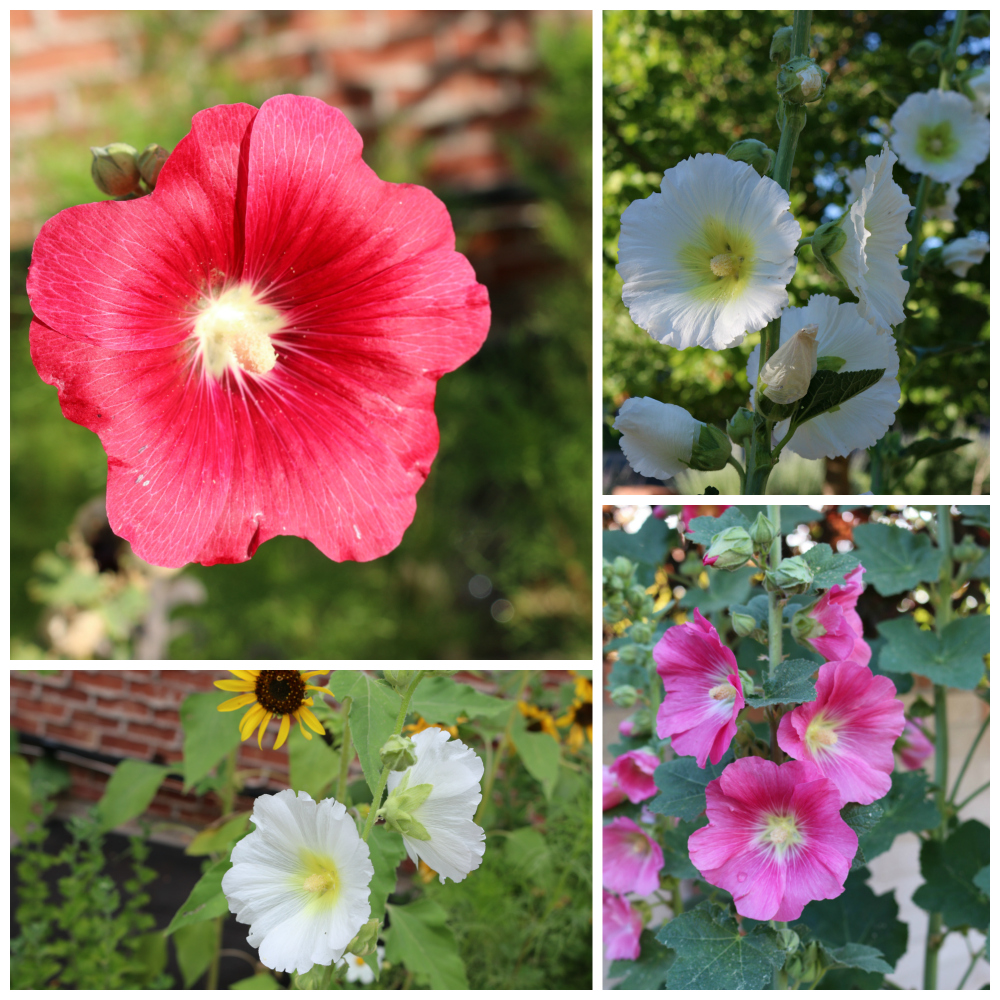 A hollyhock flower assortment from my flower gardens. The thing that is crazy is that they change color every year . . . it is a surprise to see what color they will be each year. The flowers produce tons and tons of seeds. The bees love these flowers. |Growing the Good Life with CeceliasGoodStuff.com