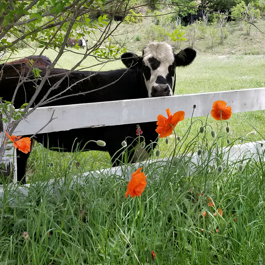 Cow with orange poppy flowers. In Yankee, New Mexico. Located east of Raton, New Mexico ( my hometown). CeceliasGoodStuff.com