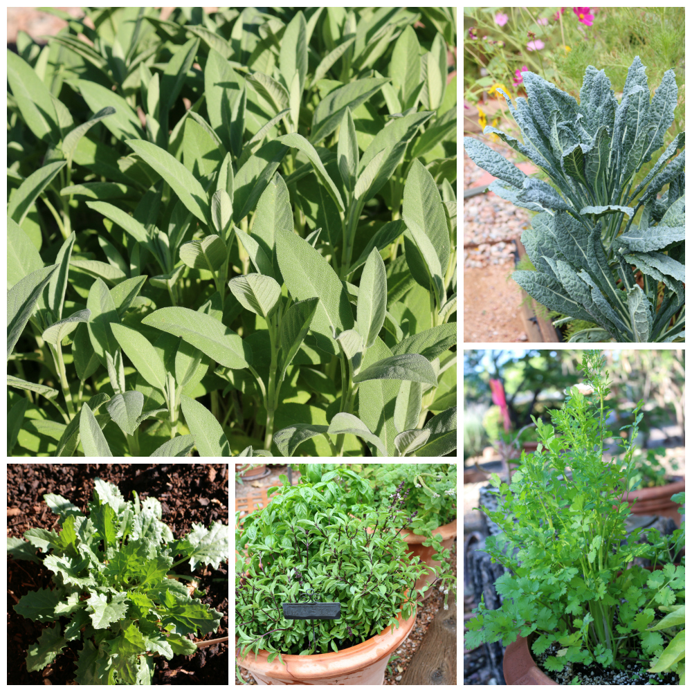 Here a few samplings from my garden. I grow about 40 different types of herbs most of which are in pots. The garden itself has tomatoes, kale, rhubarb, spinach, leeks, and an assortment of peppers. | Growing the Good Life with CeceliasGoodStuff.com |