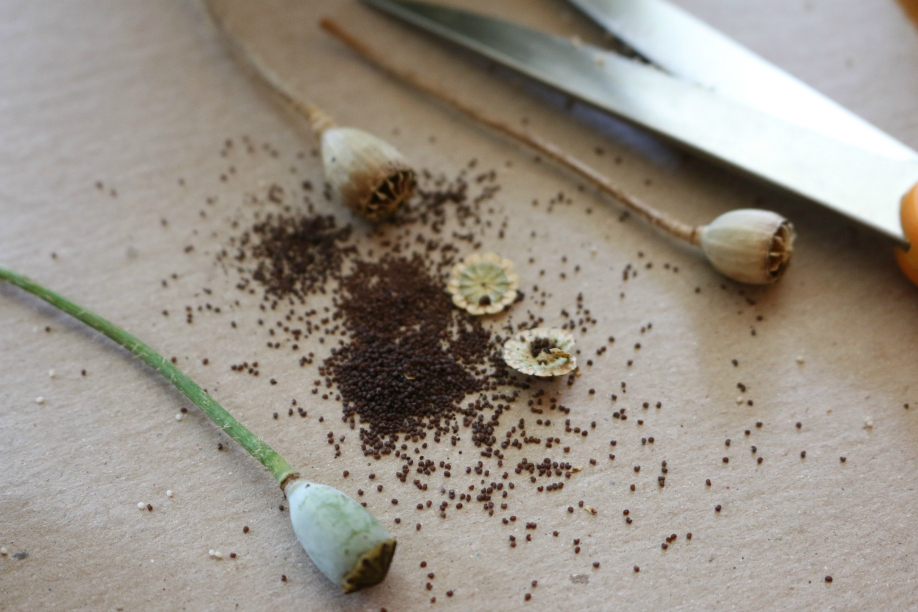 Poppy Seeds - I recommend harvesting the seed pods early. This will prevent the poppy seeds from blowing away. The seeds are so tiny they literally blow away. |Growing the Good Life with CeceliasGoodStuff.com