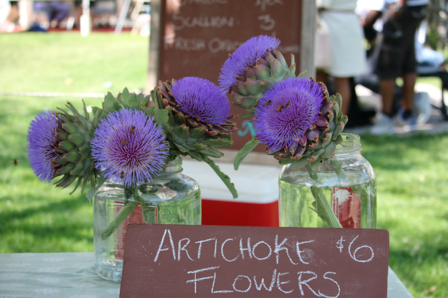 Fresh picked artichoke flowers at the Albuquerque Downtown Growers Market. CeceliasGoodStuff.com Good Food for Good People