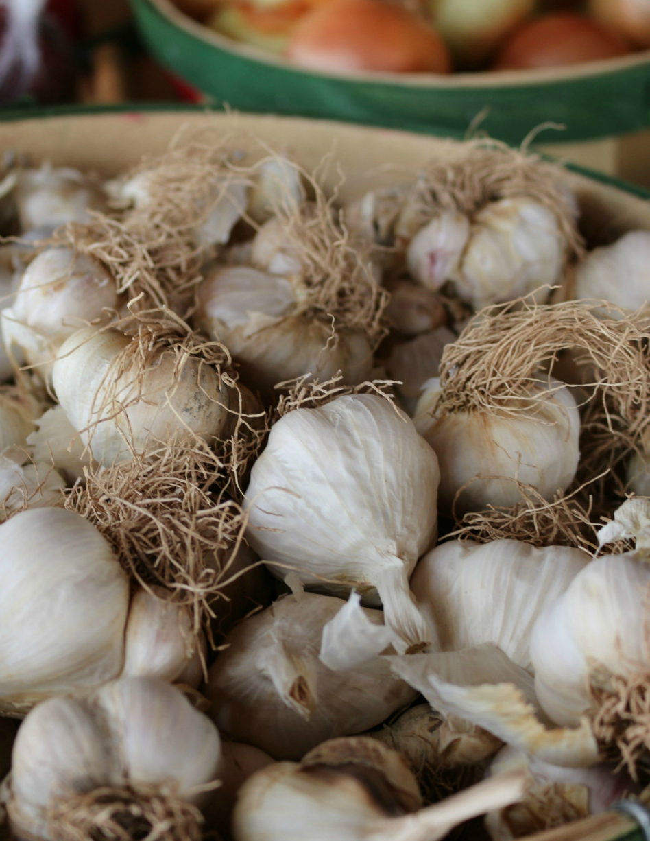Fresh harvested garlic.  CeceliasGoodStuff.com  | Good Food for Good People 