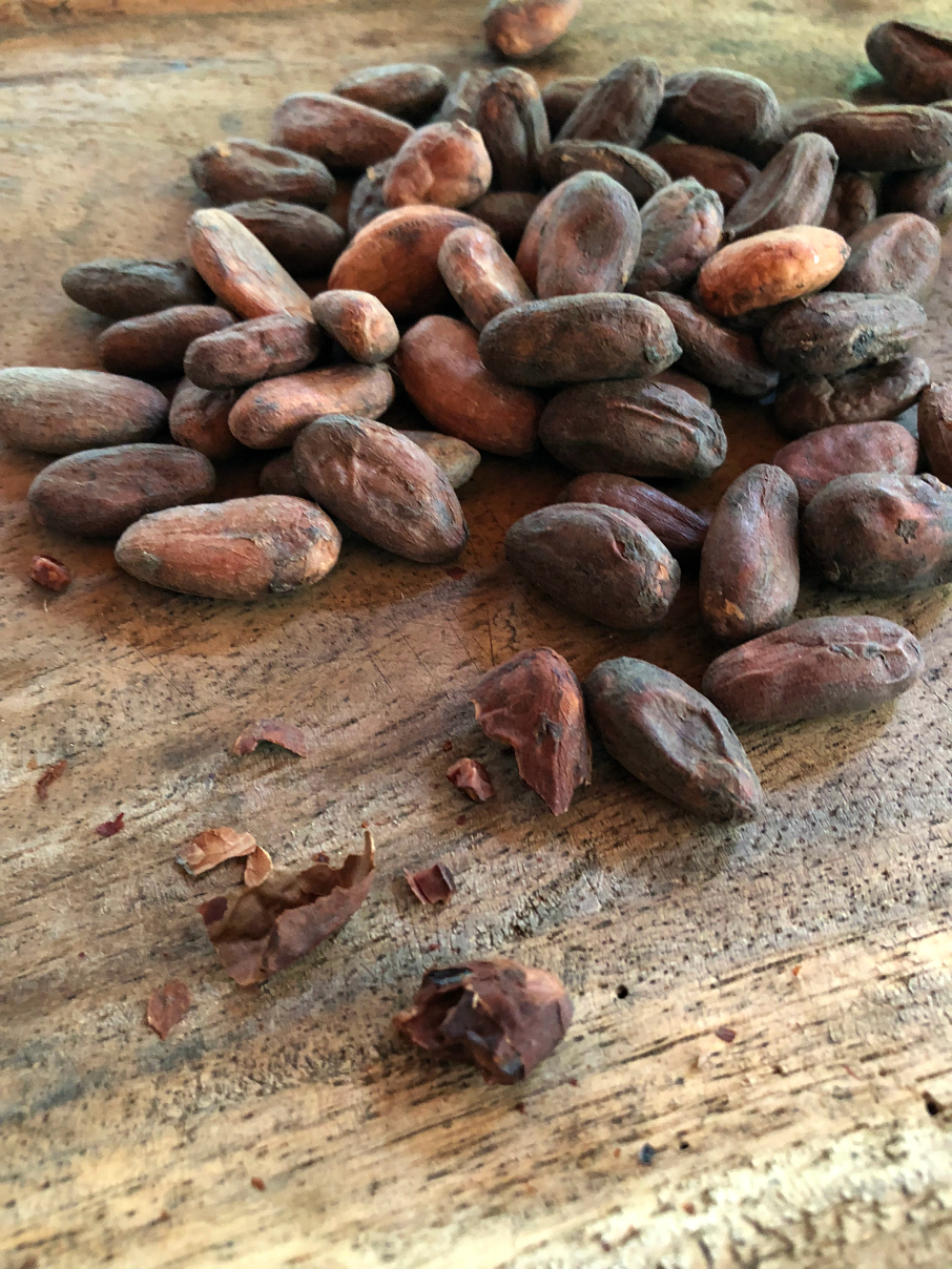 Taking a closer look at the sun dried Cocoa Beans. La Iguana Chocolate Costa Rica 