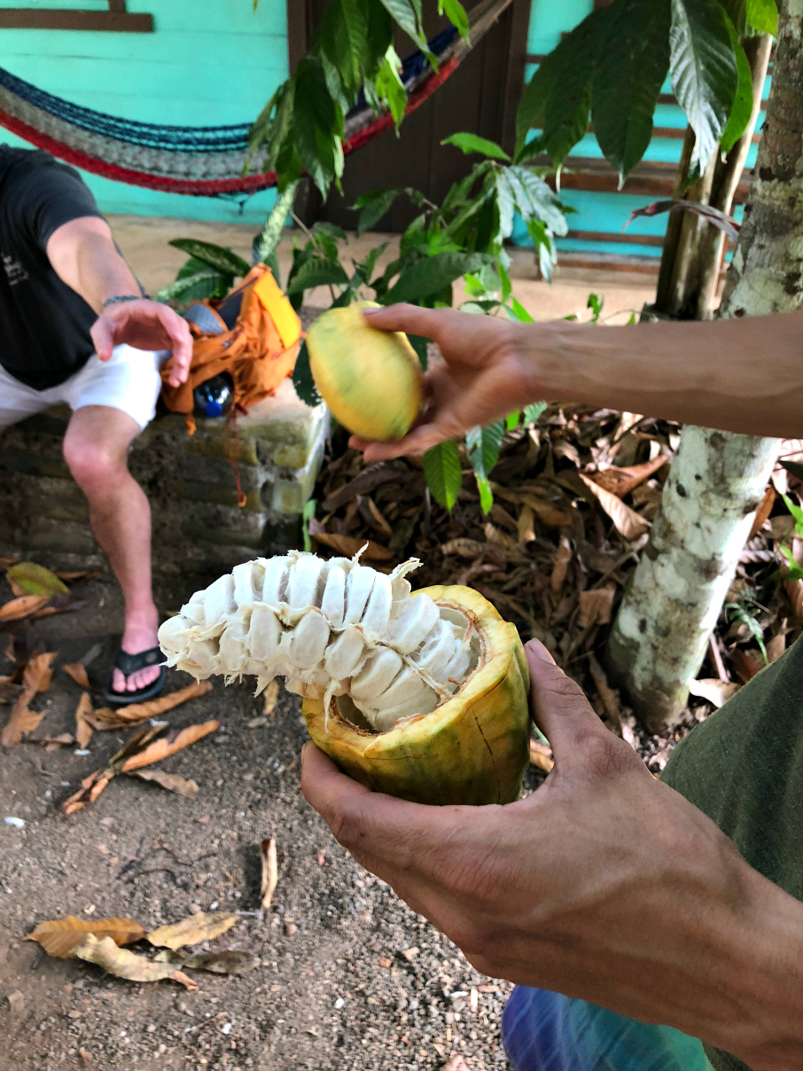 A cocoa fruit is cut open to expose the fruit inside. We tasted the fruit and it was delicious. 