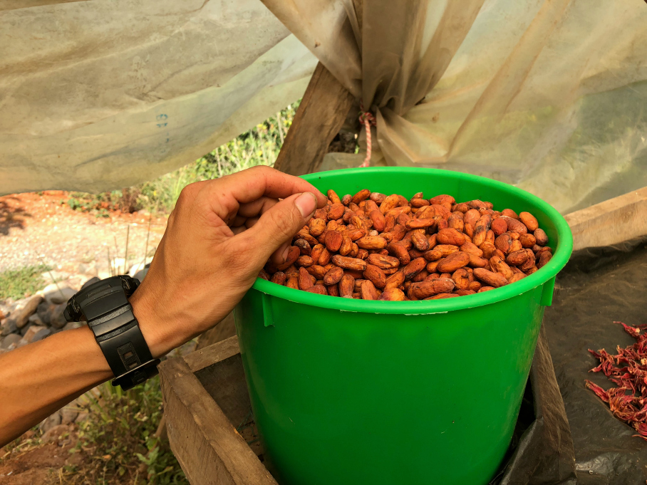 A fresh sun dried cocoa beans used to make the truffles, hot fudge, chocolates and cocoa. La Iguana Chocolate, Costa Rica 