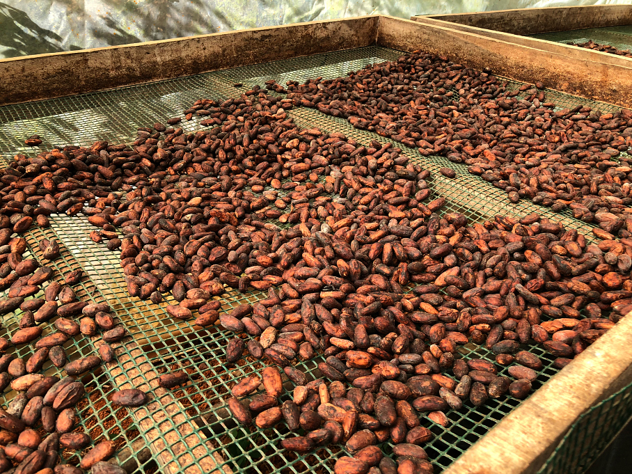 After the ten day fermentation the beans are sun dried. La Iguana Chocolate Costa Rica