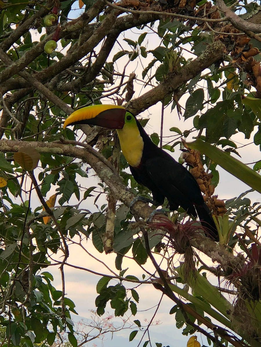 George said they had a regular daily Tucan visitor. What a treat! La Iguana Chocolate, Costa Rica 
