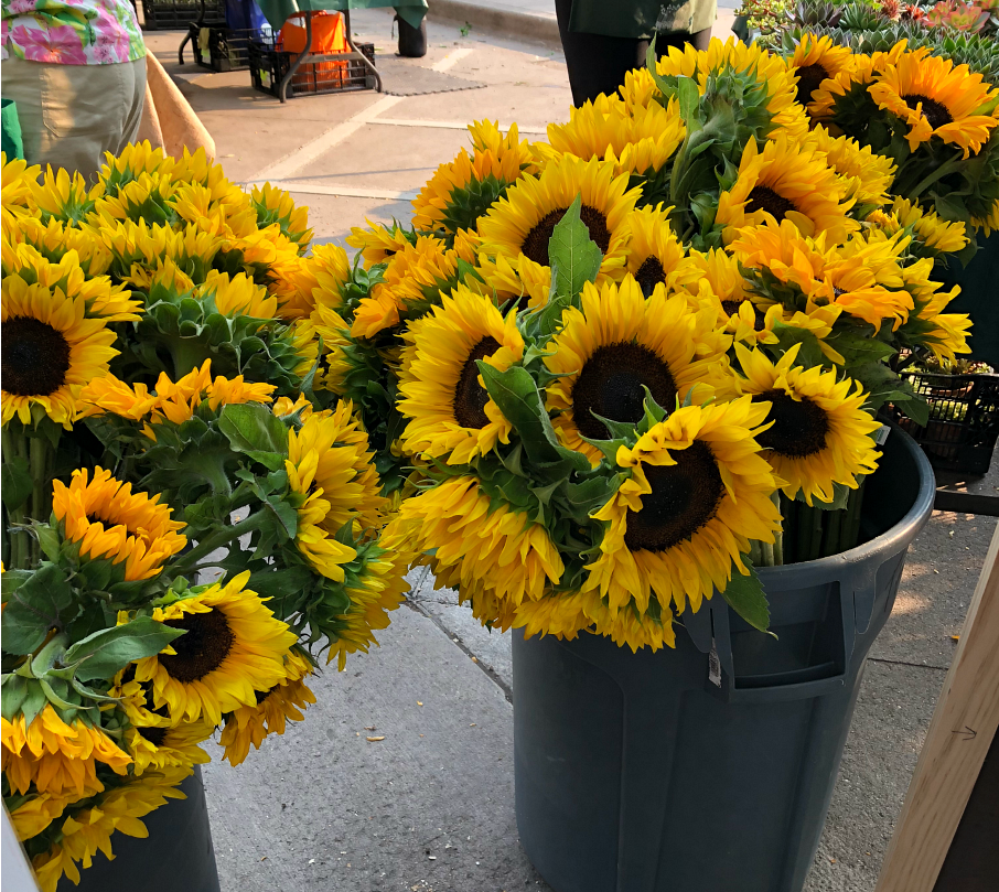 Fresh cut sunflowers from the Boulder Farmers Market held on Saturdays, in downtown Boulder, Colorado.