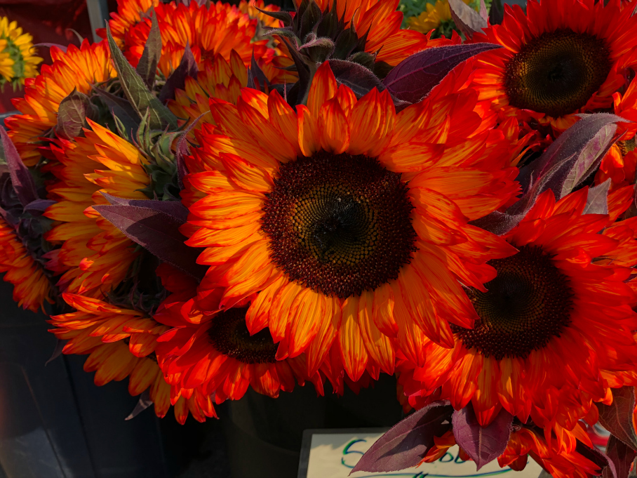 Fresh cut sunflowers from the Boulder Farmers Market held on Saturdays, in downtown Boulder, Colorado.