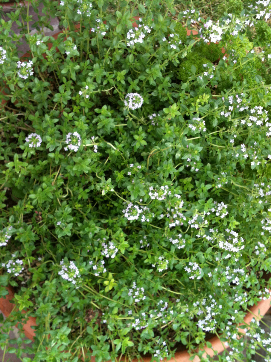 Lemon Thyme Blossoms in my herb garden. What an amazing fragrance. CeceliasGoodStuff.com