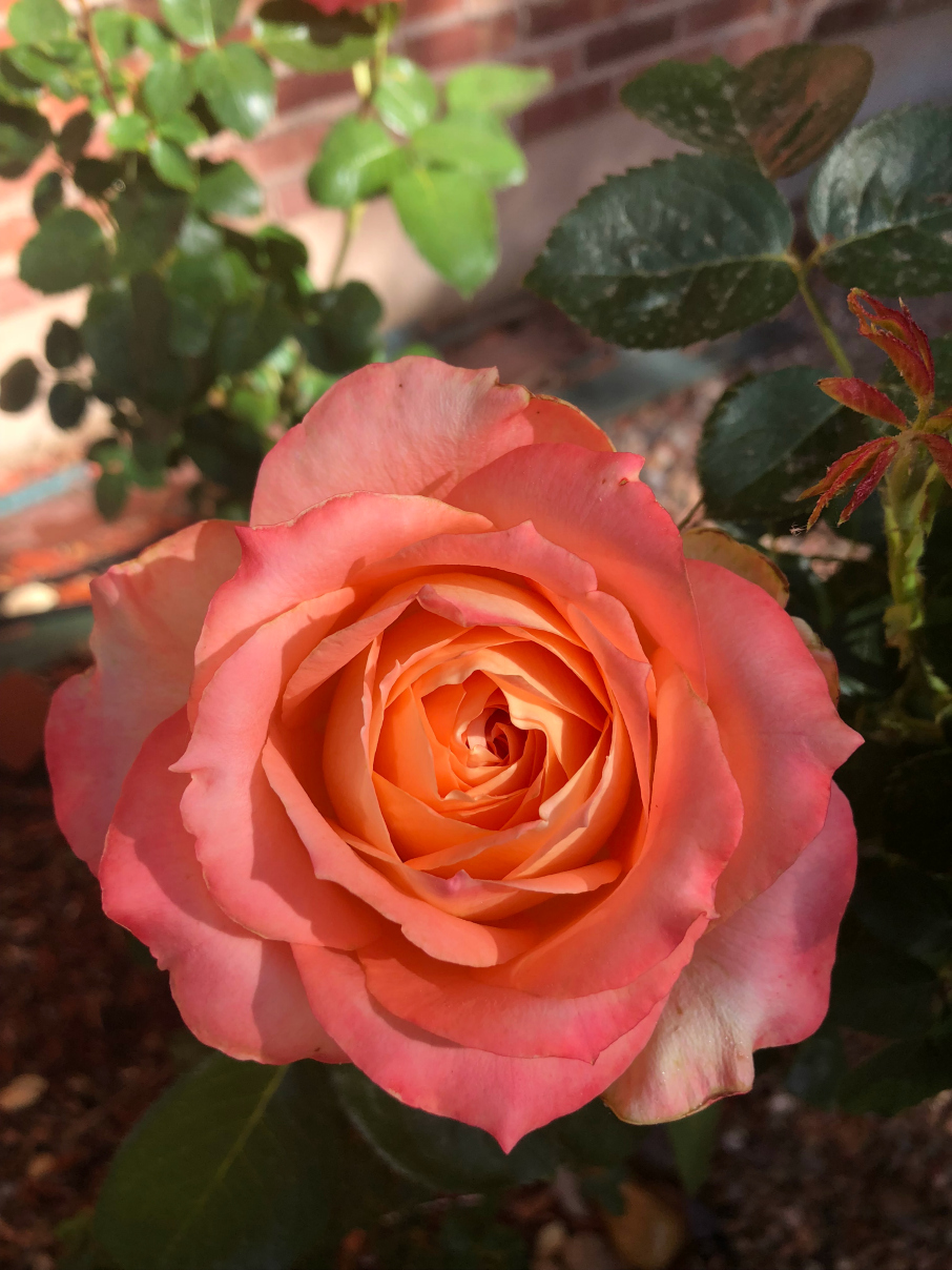 a peach colored rose in my garden CeceliasGoodStuff.com 